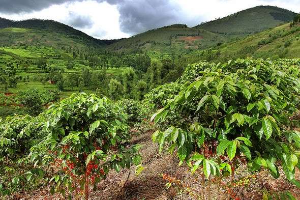 COffie-Farm-Gre