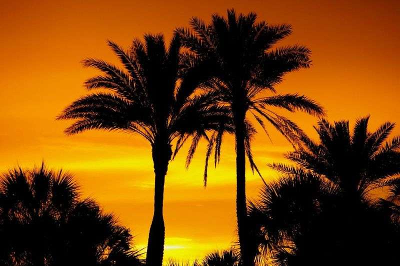 Sunshine_State_1